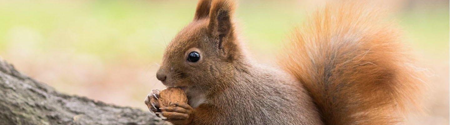 Eichhörnchen knabbert an einer Walnuss: Wie steht es um die Ernährung mit Nüssen bei Typ-2-Diabetes?